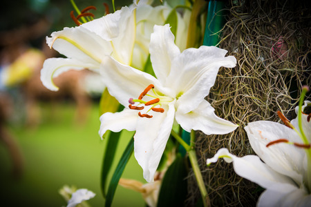 white Lily flower in the gardenの写真素材