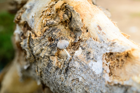 Cluster of tiny mushrooms growing out of a old rotting logの写真素材