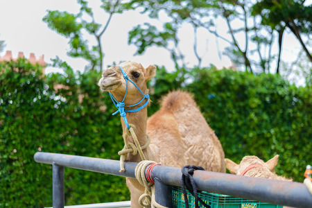 Camel's smiling face closeup at headの写真素材