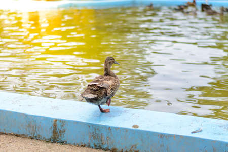 male mandarin duck (Aix galericulata) swimming