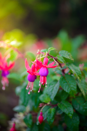 Fuchsia or Onagraceae, beautiful flowerの写真素材