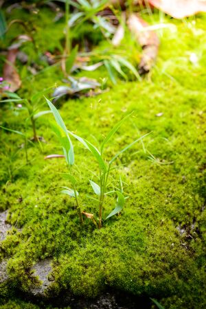 Mos on Stone and the little plantの写真素材