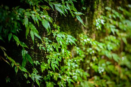 mos in rainforest close upの写真素材