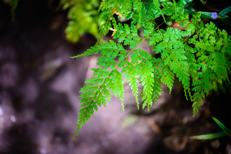 Fern leaf in the forest closeup