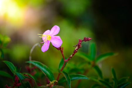 little flower in Phu Hin Rong Kla National Park, Phitsanulok Province, Thailandの写真素材