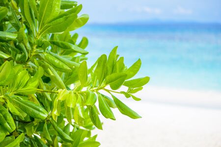 Closeup Green leaves with beach and sea is background at tachai islandの写真素材