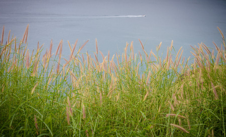 grass flowers and sea background on viewpoint at phuket, Thailandの写真素材