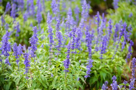Blue salvia purple flowers, ornamental plants spring.の写真素材