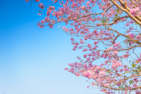 Tabebuia rosea is a Pink Flower neotropical tree and blue sky. common name Pink trumpet tree, Pink...