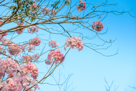 Tabebuia rosea is a Pink Flower neotropical tree and blue sky. common name Pink trumpet tree, Pink poui, Pink tecoma, Rosy trumpet tree, Basant raniの写真素材