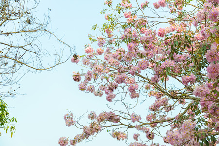 Tabebuia rosea is a Pink Flower neotropical tree and blue sky. common name Pink trumpet tree, Pink poui, Pink tecoma, Rosy trumpet tree, Basant raniの写真素材