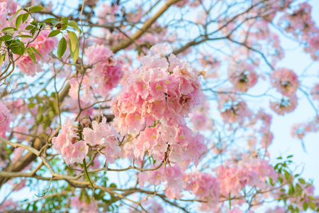 Tabebuia rosea is a Pink Flower neotropical tree.