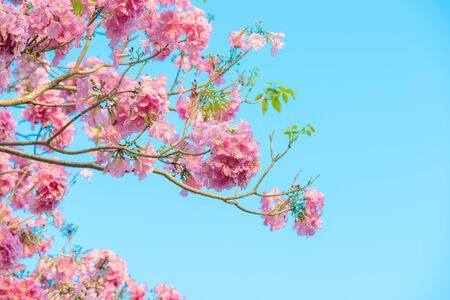 Tabebuia rosea is a Pink Flower neotropical tree and blue sky.の写真素材