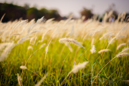 Imperata cylindrica Beauv of Feather grass in nature. Color Tone in retro styleの写真素材