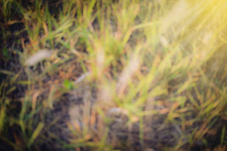 Green grass blurry background autumn seasonの写真素材