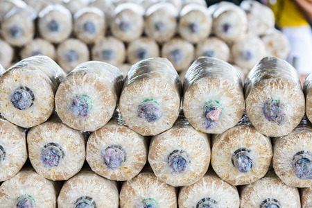 Mushroom cultivation in soil and sawdust in plastic bagの写真素材