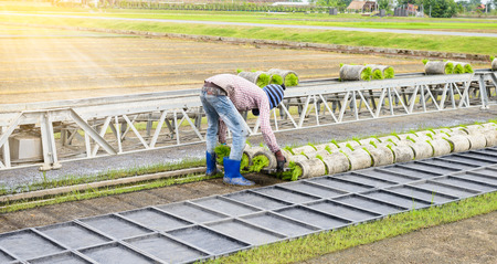 Transportation forwarders Young rice sprout From the box By conveyor belt to the truck For planting in the field.の写真素材