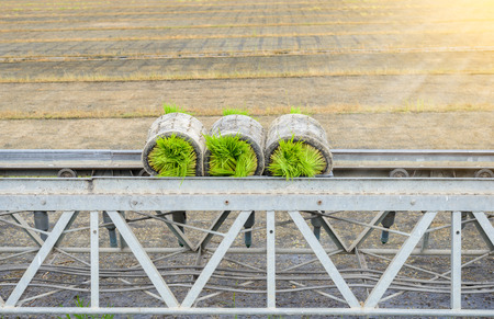 Transportation forwarders Young rice sprout From the box 
By conveyor belt to the truck For planting in the field.の写真素材