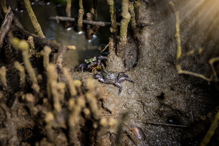 Fiddler crab, Ghost crab (Ocypodidae) walking in the mangrove at Laem Phak Bia, Phetchaburi, Thailandの写真素材