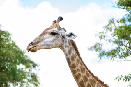 closeup long neck of giraffe head.  is an African even-toed ungulate mammal, the tallest of all extant land-living animal species, and the largest ruminant.の写真素材