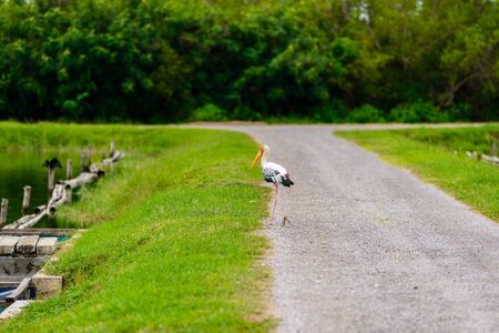 Painted Stork (Mycteria leucocephala) in nature of Thailand, walking near lakeの写真素材