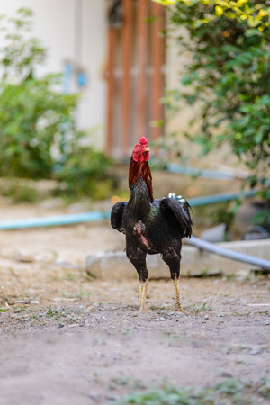 Colorful rooster or fighting cock in the farm. Cock - Rooster, symbol of New 2017 - according to Chinese calendar. The rural scene on sunny dayの写真素材