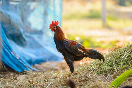 Colorful rooster or fighting cock in the farm. Cock - Rooster, symbol of New 2017 - according to Chinese calendar. The rural scene on sunny dayの写真素材