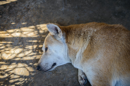 old dog sleeping on the tile floor,  sad lonely emotionの写真素材