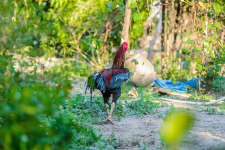 Colorful rooster or fighting cock in the farm. Cock - Rooster, symbol of New 2017 - according to Chinese calendar. The rural scene on sunny dayの写真素材