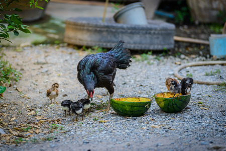 Hen and flocks, Hen chicks flock standing on the ground, flocks of chicks, nature in country home Thailandの写真素材
