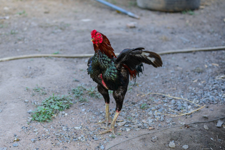 Colorful rooster or fighting cock in the farm. Cock - Rooster, symbol of New 2017 - according to Chinese calendar. The rural scene on sunny dayの写真素材