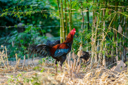 Colorful rooster or fighting cock in the farm. Cock - Rooster, symbol of New 2017 - according to Chinese calendar. The rural scene on sunny dayの写真素材