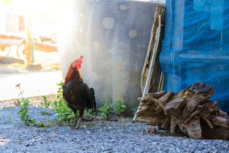 Colorful rooster or fighting cock in the farm. Cock - Rooster, symbol of New 2017 - according to Chinese calendar. The rural scene on sunny dayの写真素材