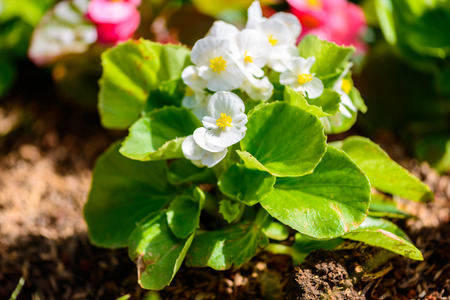 Pretty coral pink flowers, Numerous bright flowers of tuberous begonias (Begonia tuberhybrida) in gardenの写真素材