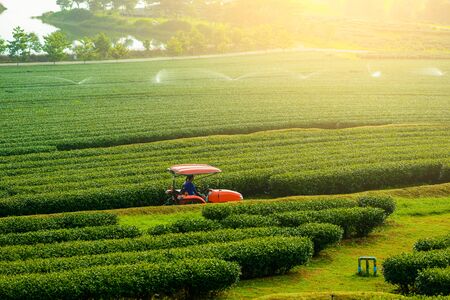 Green Tea Farm, Tea Plantation in thailandの写真素材