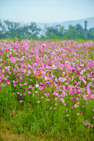 Cosmos flowers blooming in the gardenの写真素材