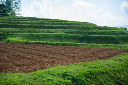 Soil preparation for planting Green Tea Farm, Tea Plantation in thailandの写真素材