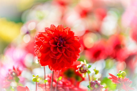 full bloom closeup Beautiful Dahlia flowers in the gardenの写真素材