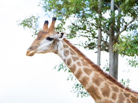 closeup long neck of giraffe head.  is an African even-toed ungulate mammal, the tallest of all extant land-living animal species, and the largest ruminant.の写真素材