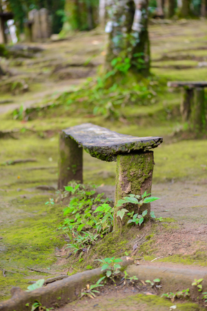Old wooden bench with green mos in natureの写真素材