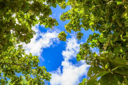 Trees branches on blue sky and cloudsの写真素材