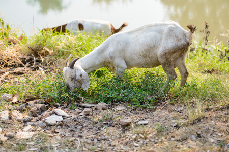 Goats eating grass in natureの写真素材