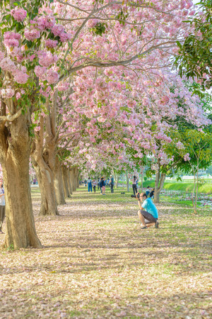 Tourists and photographers travel. Tabebuia rosea is a Pink Flower neotropical tree. common name Pink trumpet tree, Pink poui, Pink tecoma, Rosy trumpet tree, Basant rani in Nakhon Pathom, Kamphaeng Saen, Thailand on April 16, 2017のeditorial素材