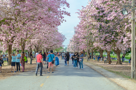 Tourists and photographers travel. Tabebuia rosea is a Pink Flower neotropical tree. common name Pink trumpet tree, Pink poui, Pink tecoma, Rosy trumpet tree, Basant rani in Nakhon Pathom, Kamphaeng Saen, Thailand on April 16, 2017のeditorial素材