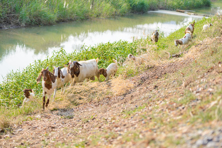 Goats eating grass in natureの写真素材