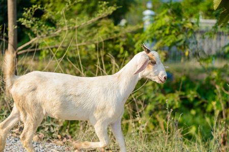 Goat portrait on the road in farmの写真素材