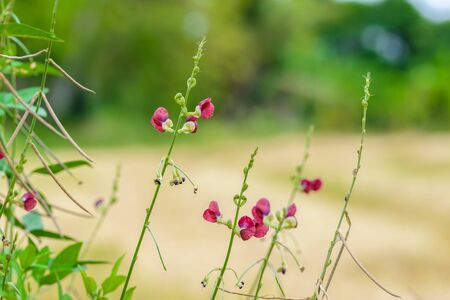 small crimson grass flower or Phaseolus semierectus. Scientific name is Macroptilium lathyroides (L.) Urb.の写真素材
