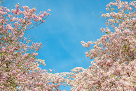 Tabebuia rosea is a Pink Flower neotropical tree and blue sky. common name Pink trumpet tree, Pink...
