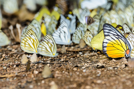 many pieridae butterflies gathering water on floor, Butterflies are feeding mineral in salt marsh in forest, kaeng krachan national park, thailandの写真素材