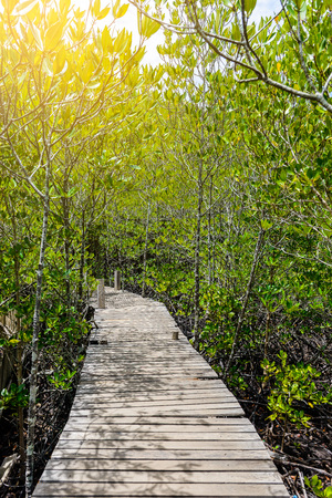 Nature learning path, made from wooden, and walk through Ceriops tagal forest in mangrove forest. Nature Preserve and Forest
Klaeng at Prasae, Rayong province, Thailandの写真素材